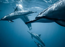 Kaiyun——开启未来智慧生活的新纪元